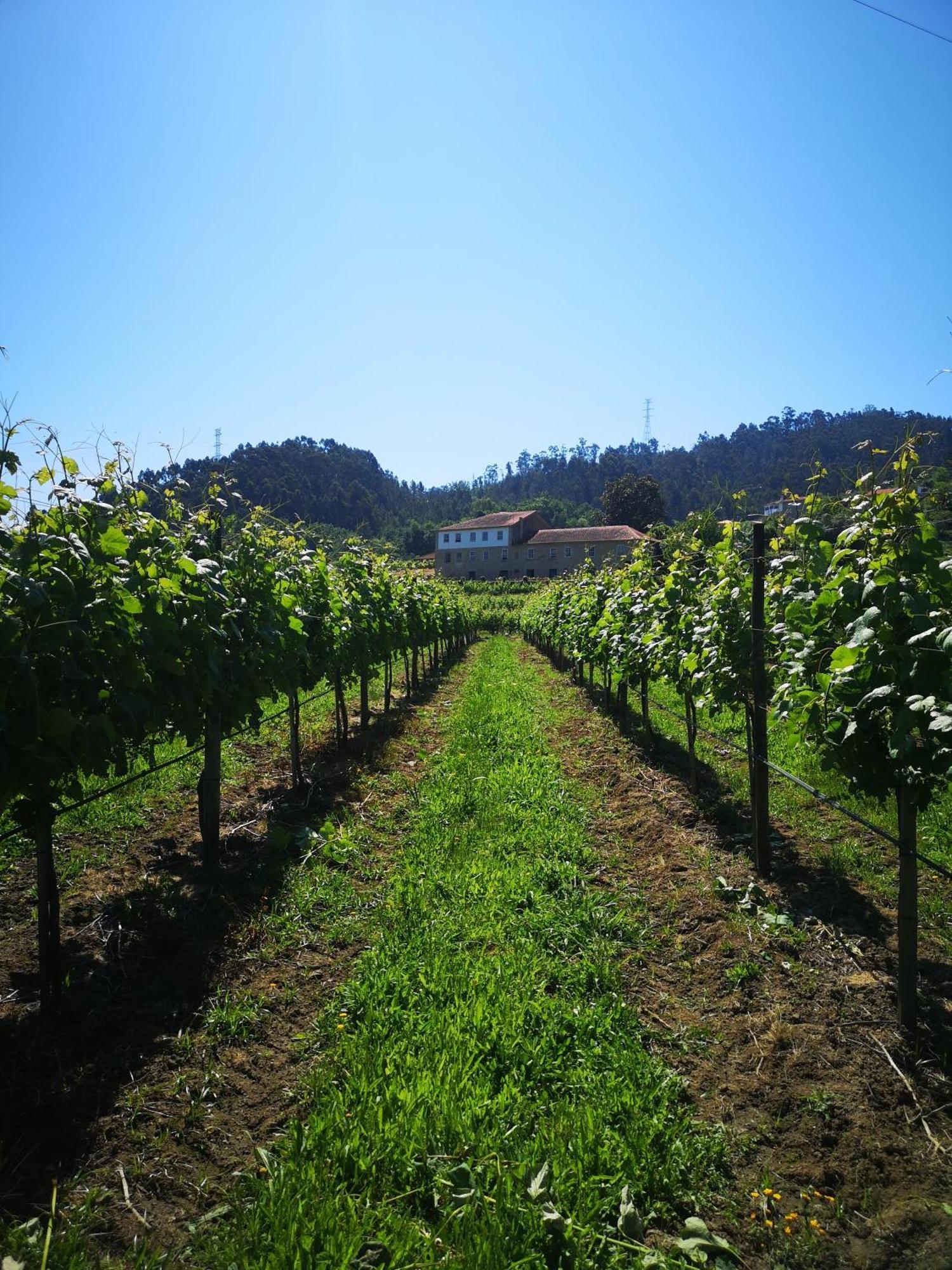 Quinta De Cypriano - Wine & Nature Ponte da Barca Eksteriør billede
